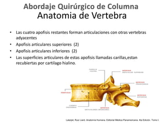 • Las cuatro apofisis restantes forman articulaciones con otras vertebras
adyacentes
• Apofisis articulares superiores (2)
• Apofisis articulares inferiores (2)
• Las superficies articulares de estas apofisis llamadas carillas,estan
recubiertas por cartilago hialino.
Anatomia de Vertebra
Latarjet, Ruiz Liard. Anatomía Humana. Editorial Médica Panamericana. 4ta Edición. Tomo I.
 