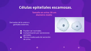 Amen General Abordaje de examen general de orina e Imagenología renal.pptx