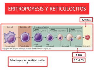 ERITROPOYESIS Y RETICULOCITOS
                                             120 días




                                    4 días

Relación producción/Destrucción:   0.5 -1.5%
               1
 