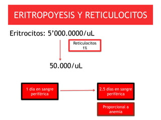 ERITROPOYESIS Y RETICULOCITOS
Eritrocitos: 5’000.0000/uL
                       Reticulocitos
                            1%



                 50.000/uL


     1 día en sangre                   2.5 días en sangre
        periférica                         periférica


                                        Proporcional a
                                           anemia
 