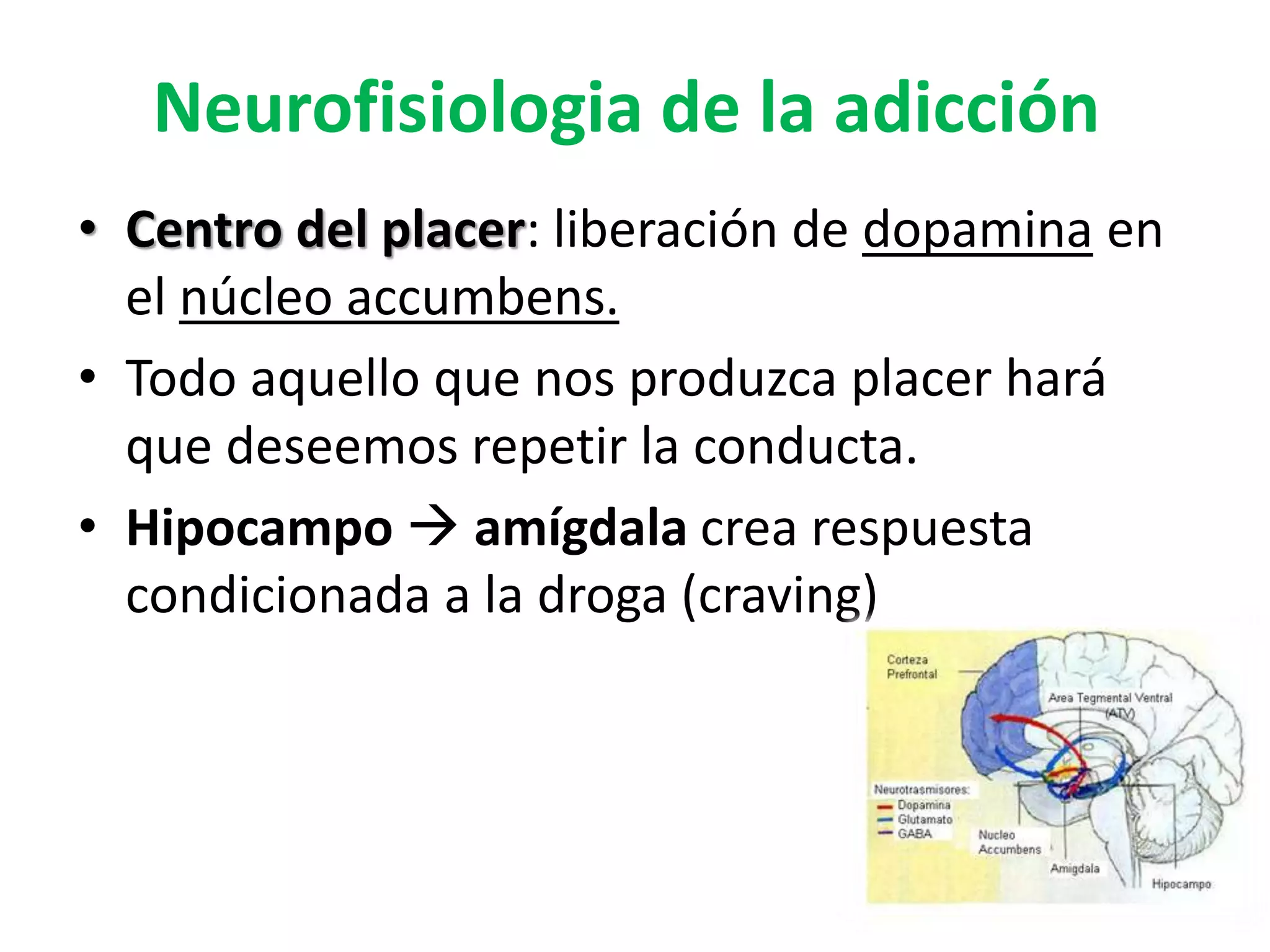 Neurofisiologia de la adicción 
• Centro del placer: liberación de dopamina en 
el núcleo accumbens. 
• Todo aquello que nos produzca placer hará 
que deseemos repetir la conducta. 
• Hipocampo  amígdala crea respuesta 
condicionada a la droga (craving) 
 