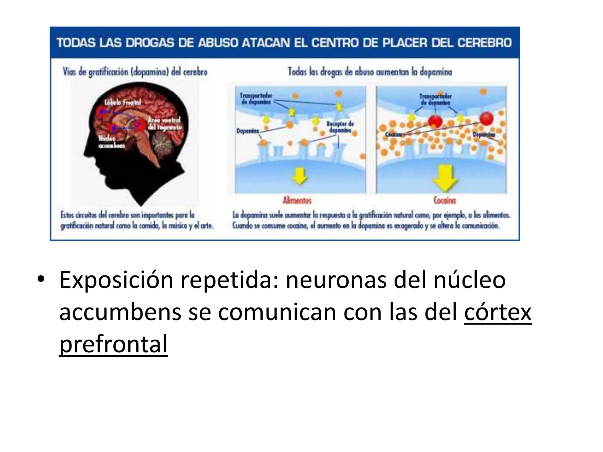 • Exposición repetida: neuronas del núcleo 
accumbens se comunican con las del córtex 
prefrontal 
 