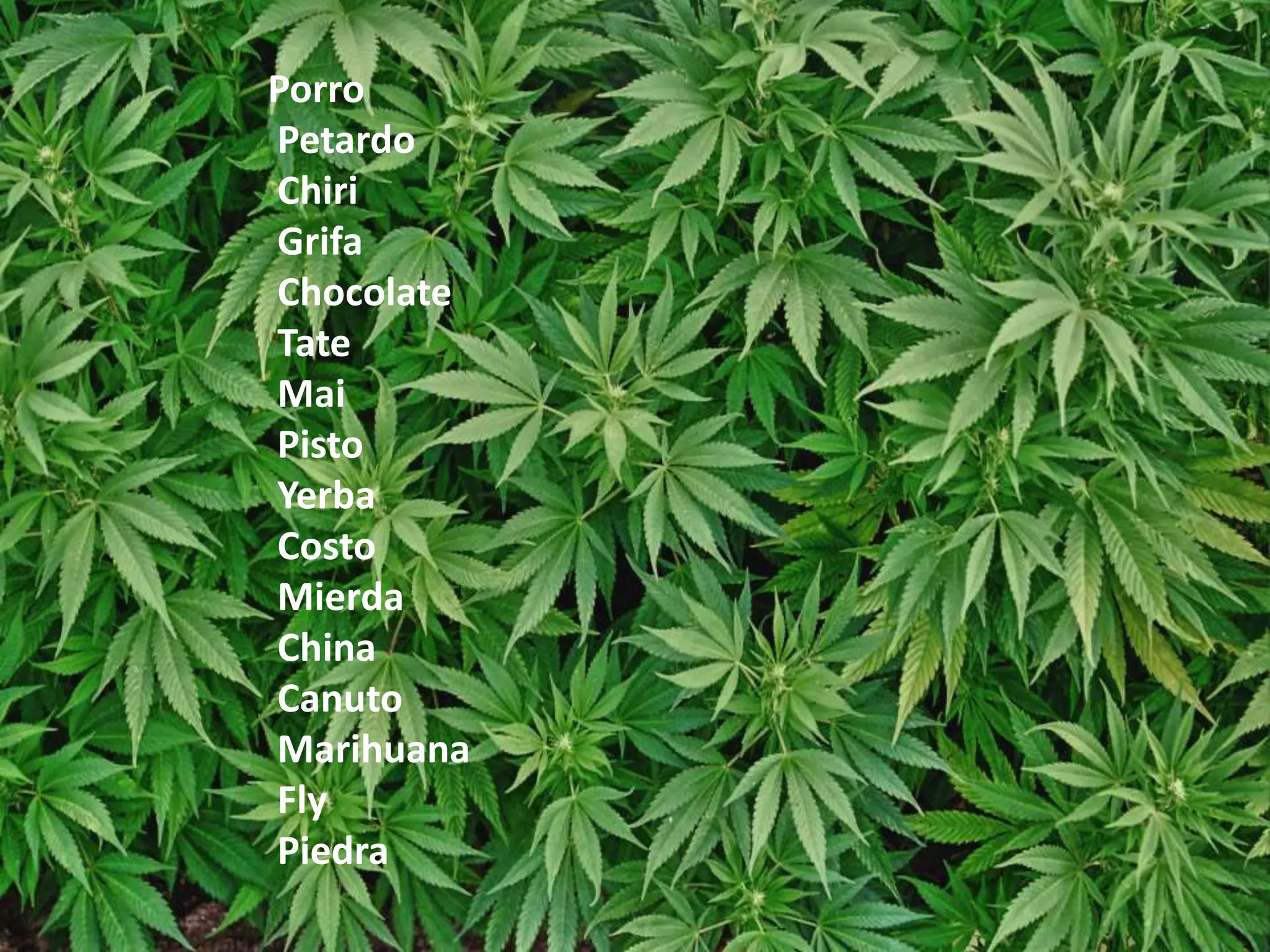 Porro 
Petardo 
Chiri 
Grifa 
Chocolate 
Tate 
Mai 
Pisto 
Yerba 
Costo 
Mierda 
China 
Canuto 
Marihuana 
Fly 
Piedra 
 