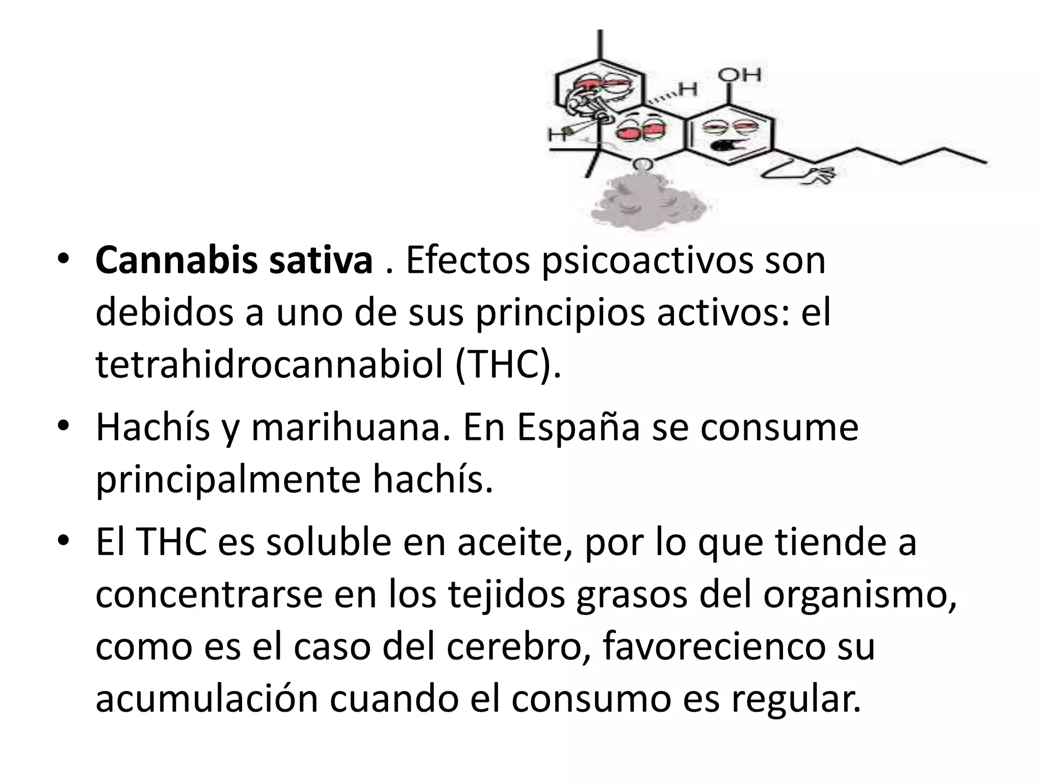 • Cannabis sativa . Efectos psicoactivos son 
debidos a uno de sus principios activos: el 
tetrahidrocannabiol (THC). 
• Hachís y marihuana. En España se consume 
principalmente hachís. 
• El THC es soluble en aceite, por lo que tiende a 
concentrarse en los tejidos grasos del organismo, 
como es el caso del cerebro, favorecienco su 
acumulación cuando el consumo es regular. 
 