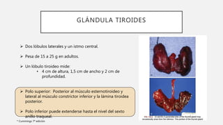 GLÁNDULA TIROIDES
 Dos lóbulos laterales y un istmo central.
 Pesa de 15 a 25 g en adultos.
 Un lóbulo tiroideo mide:
• 4 cm de altura, 1,5 cm de ancho y 2 cm de
profundidad.
 Polo superior: Posterior al músculo esternotiroideo y
lateral al músculo constrictor inferior y la lámina tiroidea
posterior.
 Polo inferior puede extenderse hasta el nivel del sexto
anillo traqueal.
* Cummings 7ª edición
 