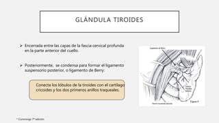 GLÁNDULA TIROIDES
 Encerrada entre las capas de la fascia cervical profunda
en la parte anterior del cuello.
 Posteriormente, se condensa para formar el ligamento
suspensorio posterior, o ligamento de Berry:
Conecta los lóbulos de la tiroides con el cartílago
cricoides y los dos primeros anillos traqueales.
* Cummings 7ª edición
 