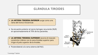 GLÁNDULA TIROIDES
 LA ARTERIA TIROIDEA INFERIOR surge como una
rama del tronco tirocervical.
 Se encuentra anterior al nervio laríngeo recurrente (NLR)
en aproximadamente el 70% de los pacientes.
 LA ARTERIA TIROIDEA SUPERIOR recorre el músculo
constrictor inferior con la vena tiroidea superior para
irrigar el polo superior de la tiroides.
 Posterolateral a la rama externa del NLS.
* Cummings 7ª edición
 