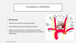 GLÁNDULA TIROIDES
 NLR derecho:
• Sale del nervio vago en la base del cuello.
• Gira alrededor de la arteria subclavia derecha.
• Regresa profundamente a la arteria innominada de
regreso al lecho tiroideo aproximadamente 2 cm lateral
a la tráquea.
* Cummings 7ª edición
 