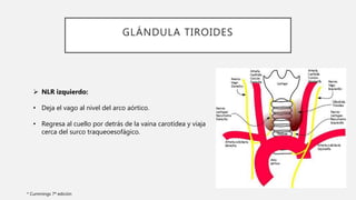 GLÁNDULA TIROIDES
 NLR izquierdo:
• Deja el vago al nivel del arco aórtico.
• Regresa al cuello por detrás de la vaina carotídea y viaja
cerca del surco traqueoesofágico.
* Cummings 7ª edición
 