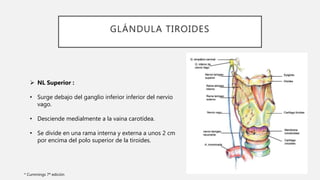 GLÁNDULA TIROIDES
 NL Superior :
• Surge debajo del ganglio inferior inferior del nervio
vago.
• Desciende medialmente a la vaina carotídea.
• Se divide en una rama interna y externa a unos 2 cm
por encima del polo superior de la tiroides.
* Cummings 7ª edición
 
