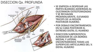DISECCION Qx. PROFUNDA
• SE EMPIEZA A DESPEGAR LAS
PARTES BLANDAS ADHERIDAS AL
OLECRANON OSTEOTOMIZADAS
Y SE RECHAZAN
PROXIMALMENTE, ELEVANDO
TRICEPS DE LA REGION
POSTERIOR HUMERO.
• POR DEBAJO ENCONTRAREMOS:
EN SU CARA POSTERIOR EL
EXTREMO DISTAL EL HUMERO
• DISECCION SUBPERIOSTICA
ALREDEDOR DE LOS BORDES
MEDIAL Y LATERAL
ENCONTRAREMOS TODAS LAS
SUPERFICIES ARTICULARES DEL ¼
DISTAL HUMERO
 
