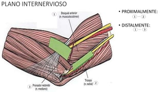 PLANO INTERNERVIOSO
• PROXIMALMENTE:
• DISTALMENTE:
1
2
3
1 2
1 3
 
