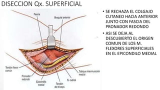 • SE RECHAZA EL COLGAJO
CUTANEO HACIA ANTERIOR
JUNTO CON FASCIA DEL
PRONADOR REDONDO
• ASI SE DEJA AL
DESCUBIERTO EL ORIGEN
COMUN DE LOS M.
FLEXORES SUPERFICIALES
EN EL EPICONDILO MEDIAL
DISECCION Qx. SUPERFICIAL
 