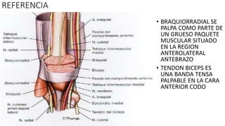 REFERENCIA
• BRAQUIORRADIAL SE
PALPA COMO PARTE DE
UN GRUESO PAQUETE
MUSCULAR SITUADO
EN LA REGION
ANTEROLATERAL
ANTEBRAZO
• TENDON BICEPS ES
UNA BANDA TENSA
PALPABLE EN LA CARA
ANTERIOR CODO
 