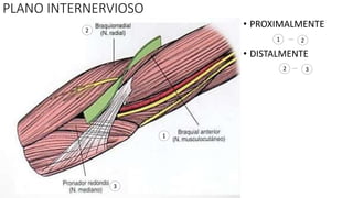 PLANO INTERNERVIOSO
• PROXIMALMENTE
• DISTALMENTE
1
3
2
1 2
2 3
 