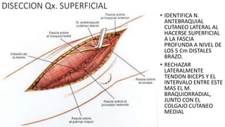 DISECCION Qx. SUPERFICIAL
• IDENTIFICA N.
ANTEBRAQUIAL
CUTANEO LATERAL AL
HACERSE SUPERFICIAL
A LA FASCIA
PROFUNDA A NIVEL DE
LOS 5 Cm DISTALES
BRAZO.
• RECHAZAR
LATERALMENTE
TENDON BICEPS Y EL
INTERVALO ENTRE ESTE
MAS EL M.
BRAQUIORRADIAL,
JUNTO CON EL
COLGAJO CUTANEO
MEDIAL
 