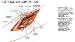 • SECCIONA FASCIA A LO
LARGO DEL BORDE MEDIAL
DEL BRAQUIORRADIAL
• IDENTIFICAR N. RADIAL A
NIVEL DE LA ARTICULACION
ENTRE BRAQUIAL
ANTERIOR Y
BRAQUIORRADIAL
• DESARRROLLO EL PLANO
ENTRE LOS 2 MUSCULOS
(BRAQUIAL ANTERIOR -
BRAQUIORRADIAL)
EMPLEANDO EL DEDO Y
RECHAZANDO ASI EL
BRAQUIORRADIAL
LATERALMENTE,
MIENTRAS QUE EL
BRAQUIAL Y EL BICEPS
MEDIALMENTE
DISECCION Qx. SUPERFICIAL
 