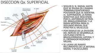 • SEGUIR EL N. RADIAL HASTA
QUE SE DIVIDA EN 3 RAMAS
TERMINALES(INTEROSEO
POSTERIOR QUE SE ADENTRA
m. SUPPINADOR, LA RAMA
SENSITIVA QUE DESCIENDE
POR EL ANTEBRAZO DETRÁS
DEL BRAQUIORRADIAL Y LA
RAMA MOTORA PARA EL
SEGUNDO RADIAL QUE
PENETRA EL MUSCULO)
• POR DEBAJO DE LA DIVISION
DEL NERVIO SE DESARROLLA
UN PLANO ENTRE EL
BRAQUIORRADIAL LATERAL Y
EL PRONADOR REDONDO
MEDIAL
• SE LIGAN LAS RAMAS
RECURRENTES DE LA ARTERIA
RADIAL Y MUSCULARES
DISECCION Qx. SUPERFICIAL
 