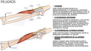 PELIGROS
• N RADIAL
DEBE IDENTIFICARSE ENTR EL M
BRAQUIORRADIAL Y EL BRAQUIAL ANTERIOR
ANTES DE DESARROLLAR ESTE ESPACIO, ESTE SE
SITUA ANTEROMEDIAL AL BRAQUIORRADIAL Y
ESTA EN LA FASCIA DEL MISMO.
• N INTEROSEOS POSTERIOR
EXPUESTO A LESION AL RODEAR EL CUELLO DEL
RADIO DENTRO DEL SUPINADOR, PARA NO
DAÑARLO EL SUPINADOR ESTE DESINSERTADO
RADIO EN SUPINACION, NUNCA SECCIONES A
TRAVES DEL VIENTRE MUSCULAR PARA
EXPONER EL HUESO
• N ANTEBRAQUIAL CUTANEO LATERAL
DEBE IDENTIFICARSE Y PRESERVARSE ENTRE EL
BRAQUIAL ANTERIOR Y EL BICEPS
• RAMAS RECURRENTES DE LA ARTERIA
RADIAL
DEBEN LIGARSE PARA PODER MOVILIZAR EL
BRAQUIORRADIAL, YA QUE ESTAS LIGADURAS
REDUCIRAN EL SANGRADO Y EVITA UNA
CONTRACTURA ISQUEMICA POSTOPERATORIA
 