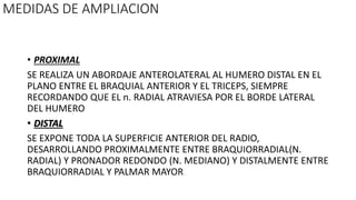 MEDIDAS DE AMPLIACION
• PROXIMAL
SE REALIZA UN ABORDAJE ANTEROLATERAL AL HUMERO DISTAL EN EL
PLANO ENTRE EL BRAQUIAL ANTERIOR Y EL TRICEPS, SIEMPRE
RECORDANDO QUE EL n. RADIAL ATRAVIESA POR EL BORDE LATERAL
DEL HUMERO
• DISTAL
SE EXPONE TODA LA SUPERFICIE ANTERIOR DEL RADIO,
DESARROLLANDO PROXIMALMENTE ENTRE BRAQUIORRADIAL(N.
RADIAL) Y PRONADOR REDONDO (N. MEDIANO) Y DISTALMENTE ENTRE
BRAQUIORRADIAL Y PALMAR MAYOR
 