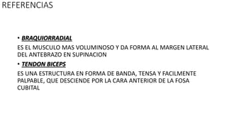 REFERENCIAS
• BRAQUIORRADIAL
ES EL MUSCULO MAS VOLUMINOSO Y DA FORMA AL MARGEN LATERAL
DEL ANTEBRAZO EN SUPINACION
• TENDON BICEPS
ES UNA ESTRUCTURA EN FORMA DE BANDA, TENSA Y FACILMENTE
PALPABLE, QUE DESCIENDE POR LA CARA ANTERIOR DE LA FOSA
CUBITAL
 