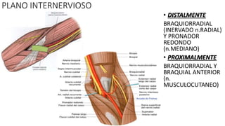 PLANO INTERNERVIOSO
• DISTALMENTE
BRAQUIORRADIAL
(INERVADO n.RADIAL)
Y PRONADOR
REDONDO
(n.MEDIANO)
• PROXIMALMENTE
BRAQUIORRADIAL Y
BRAQUIAL ANTERIOR
(n.
MUSCULOCUTANEO)
 