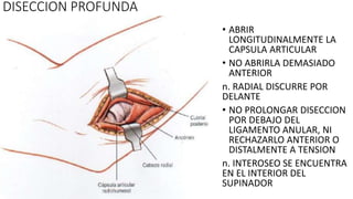 • ABRIR
LONGITUDINALMENTE LA
CAPSULA ARTICULAR
• NO ABRIRLA DEMASIADO
ANTERIOR
n. RADIAL DISCURRE POR
DELANTE
• NO PROLONGAR DISECCION
POR DEBAJO DEL
LIGAMENTO ANULAR, NI
RECHAZARLO ANTERIOR O
DISTALMENTE A TENSION
n. INTEROSEO SE ENCUENTRA
EN EL INTERIOR DEL
SUPINADOR
DISECCION PROFUNDA
 