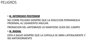 PELIGROS
• N. INTEROSEO POSTERIOR
NO CORRE PELIGRO SIEMPRE QUE LA DISECCION PERMANEZCA
PROXIMAL AL LIGAMENTO ANULAR.
PRONACION DEL ANTEBRAZO LO MANTIENE LEJOS DEL CAMPO
• N. RADIAL
ESTA A SALVO SIEMPRE QUE LA CAPSULA SE ABRA LATERALMENTE Y
NO ANTERIORMENTE
 