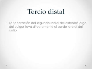 Tercio distal
• La separación del segundo radial del extensor largo
  del pulgar lleva directamente al borde lateral del
  radio
 