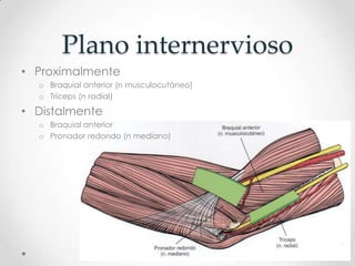 Plano internervioso
• Proximalmente
  o Braquial anterior (n musculocutáneo)
  o Tríceps (n radial)

• Distalmente
  o Braquial anterior
  o Pronador redondo (n mediano)
 