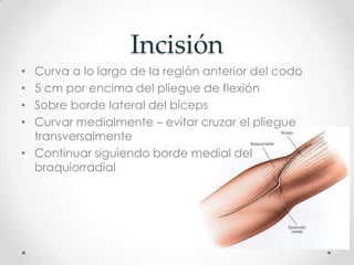 Incisión
• Curva a lo largo de la región anterior del codo
• 5 cm por encima del pliegue de flexión
• Sobre borde lateral del bíceps
• Curvar medialmente – evitar cruzar el pliegue
  transversalmente
• Continuar siguiendo borde medial del
  braquiorradial
 