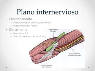 Plano internervioso
• Proximalmente
  o Braquial anterior (n musculocutáneo)
  o Braquiorradial (n radial)

• Distalmente
  o Braquiorradial
  o Pronador redondo (n mediano)
 