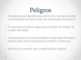 Peligros
• N radial debe identificarse entre el m braquiorradial
  y el braquial anterior antes de desarrollar el espacio

• N interóseo posterior expuesto a lesión al rodear el
  cuello del radio

• N antebraquial cutáneo lateral debe identificarse y
  preservarse entre el braquial anterior y el bíceps

• Ramas recurrentes de a radial deben ligarse
 