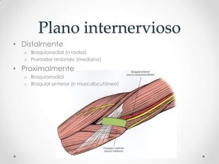 Plano internervioso
• Distalmente
  o Braquiorradial (n radial)
  o Pronador redondo (mediano)

• Proximalmente
  o Braquiorradial
  o Braquial anterior (n musculocutáneo)
 