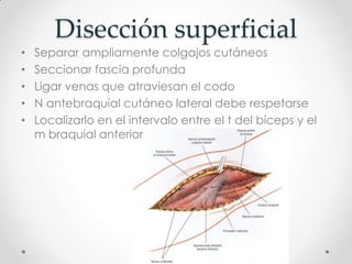 Disección superficial
•   Separar ampliamente colgajos cutáneos
•   Seccionar fascia profunda
•   Ligar venas que atraviesan el codo
•   N antebraquial cutáneo lateral debe respetarse
•   Localizarlo en el intervalo entre el t del bíceps y el
    m braquial anterior
 