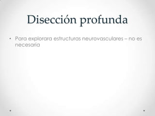 Disección profunda
• Para explorara estructuras neurovasculares – no es
  necesaria
 
