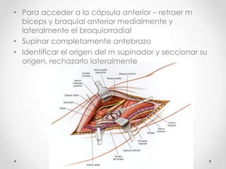 • Para acceder a la cápsula anterior – retraer m
  bíceps y braquial anterior medialmente y
  lateralmente el braquiorradial
• Supinar completamente antebrazo
• Identificar el origen del m supinador y seccionar su
  origen, rechazarlo lateralmente
 