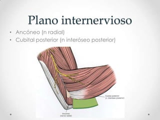 Plano internervioso
• Ancóneo (n radial)
• Cubital posterior (n interóseo posterior)
 