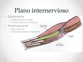 Plano internervioso
• Distalmente
  o Braquiorradial (n radial)
  o Cubital anterior (n mediano)

• Proximalmente
  o Braquiorradial
  o Pronador redondo (n mediano)
 