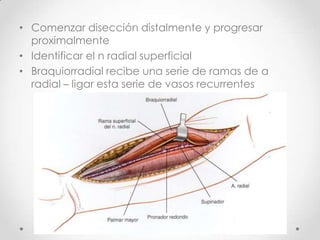 • Comenzar disección distalmente y progresar
  proximalmente
• Identificar el n radial superficial
• Braquiorradial recibe una serie de ramas de a
  radial – ligar esta serie de vasos recurrentes
 