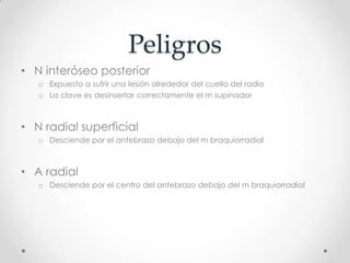 Peligros
• N interóseo posterior
   o Expuesto a sufrir una lesión alrededor del cuello del radio
   o La clave es desinsertar correctamente el m supinador



• N radial superficial
   o Desciende por el antebrazo debajo del m braquiorradial



• A radial
   o Desciende por el centro del antebrazo debajo del m braquiorradial
 
