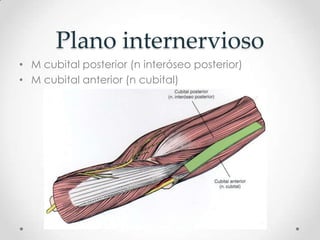 Plano internervioso
• M cubital posterior (n interóseo posterior)
• M cubital anterior (n cubital)
 