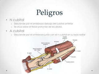 Peligros
• N cubital
  o Desciende por el antebrazo debajo del cubital anterior
  o Se sitúa sobre el flexor profundo de los dedos

• A cubital
  o Desciende por el antebrazo junto con el n cubital en su lado radial
 