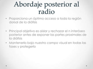 Abordaje posterior al
            radio
• Proporciona un óptimo acceso a toda la región
  dorsal de la diáfisis

• Principal objetivo es aislar y rechazar el n interóseo
  posterior antes de exponer las partes proximales de
  la diáfisis
• Mantenerlo bajo nuestro campo visual en todas las
  fases y protegerlo
 