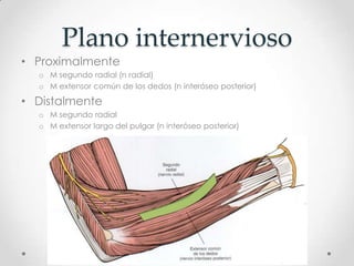 Plano internervioso
• Proximalmente
  o M segundo radial (n radial)
  o M extensor común de los dedos (n interóseo posterior)

• Distalmente
  o M segundo radial
  o M extensor largo del pulgar (n interóseo posterior)
 
