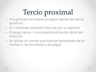Tercio proximal
• M supinador envuelve la región dorsal del tercio
  proximal
• El n interóseo posterior discurre por su espesor
• Emerge aprox 1 cm proximal al borde distal del
  músculo
• Se divide en ramas que inervan extensores de la
  muñeca, de los dedos y el pulgar
 