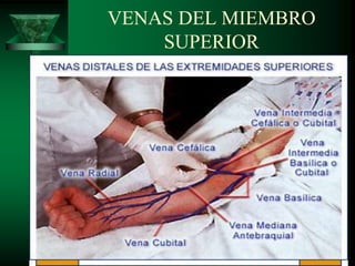 VENAS DEL MIEMBRO
SUPERIOR
 