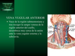 VENA YUGULAR ANTERIOR
 Nace de la región submentoniana y
tras recoger la sangre venosa de la
región anterior del cuello,
desemboca muy cerca de la unión
ente la vena yugular externa y la
subclavia.
 