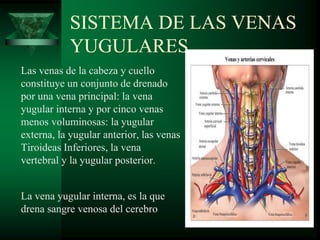 SISTEMA DE LAS VENAS
YUGULARES
Las venas de la cabeza y cuello
constituye un conjunto de drenado
por una vena principal: la vena
yugular interna y por cinco venas
menos voluminosas: la yugular
externa, la yugular anterior, las venas
Tiroideas Inferiores, la vena
vertebral y la yugular posterior.
La vena yugular interna, es la que
drena sangre venosa del cerebro
 