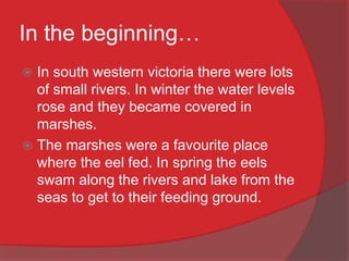 In the beginning…
 In south western victoria there were lots
of small rivers. In winter the water levels
rose and they became covered in
marshes.
 The marshes were a favourite place
where the eel fed. In spring the eels
swam along the rivers and lake from the
seas to get to their feeding ground.
 